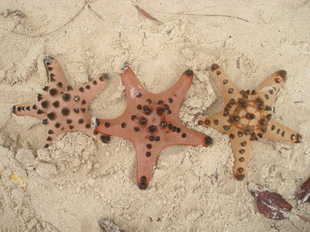 Starfish at Hagonoy