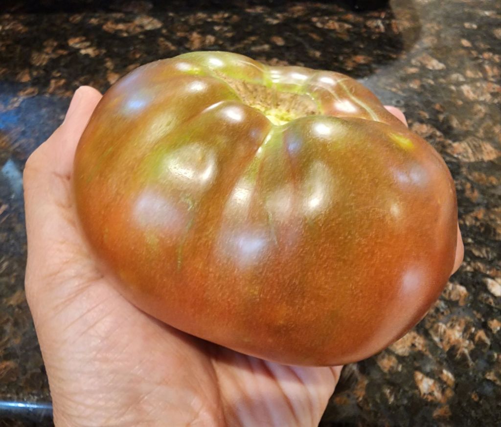 Brandywine tomato from garden
