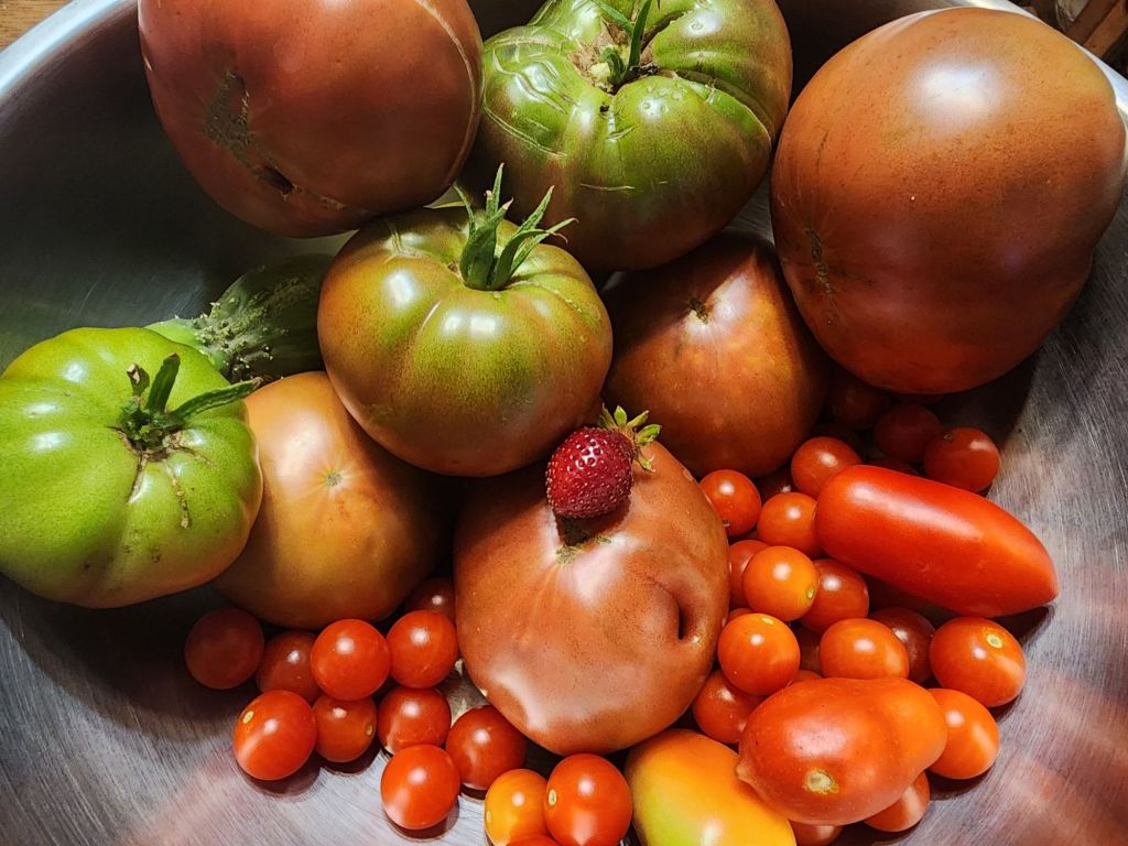 You got to try growing Brandywine&nbsp;tomato!